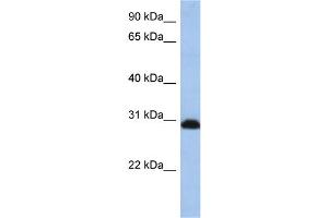 WB Suggested Anti-PSMD8 Antibody Titration:  0. (PSMD8 anticorps  (C-Term))