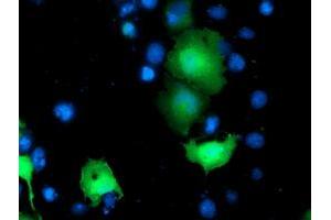 Anti-TOMM34 mouse monoclonal antibody (ABIN2454784) immunofluorescent staining of COS7 cells transiently transfected by pCMV6-ENTRY TOMM34 (RC201083). (TOMM34 anticorps)