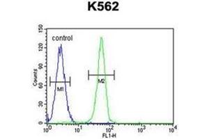 Flow cytometric analysis of K562 cells using PLEKHA4 Antibody (N-term) Cat.