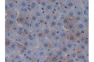 Detection of MUC20 in Rat Liver Tissue using Polyclonal Antibody to Mucin 20 (MUC20) (MUC20 anticorps  (AA 113-347))