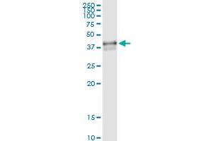 Immunoprecipitation of POU4F3 transfected lysate using anti-POU4F3 MaxPab rabbit polyclonal antibody and Protein A Magnetic Bead , and immunoblotted with POU4F3 purified MaxPab mouse polyclonal antibody (B01P) .