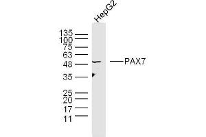 Human HepG2 cells probed with Polyclonal Antibody, unconjugated  at 1:300 overnight at 4°C followed by a conjugated secondary antibody at 1:10000 for 90 minutes at 37°C. (PAX7 anticorps  (AA 410-460))