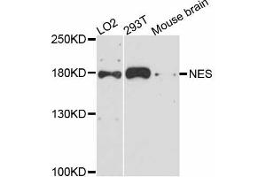Western blot analysis of extracts of various cell lines, using NES antibody (ABIN5998326) at 1:3000 dilution. (Nestin anticorps)
