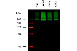 Anti-Hu CD222 Biotin (clone MEM-238) works in WB application under non-reducing conditions. (IGF2R anticorps  (Biotin))
