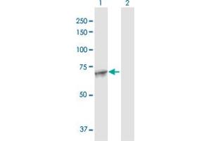 Western Blot analysis of MAN1A2 expression in transfected 293T cell line by MAN1A2 MaxPab polyclonal antibody.