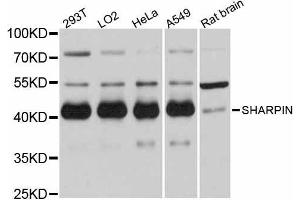 Western blot analysis of extracts of various cell lines, using SHARPIN antibody (ABIN5998804) at 1:3000 dilution.