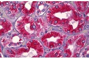 Anti-UBA5 antibody IHC staining of human kidney, tubules. (UBA5 anticorps  (AA 281-330))