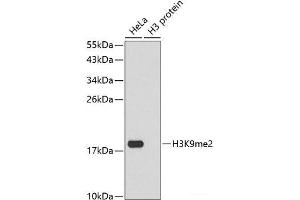Western blot analysis of extracts of various cell lines using DiMethyl-Histone H3-K9 Polyclonal Antibody. (Histone 3 anticorps  (2meLys9))