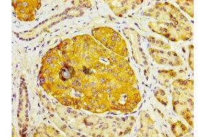 IHC image of ABIN7150781 diluted at 1:200 and staining in paraffin-embedded human pancreatic tissue performed on a Leica BondTM system.