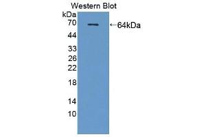 Detection of Recombinant SCG3, Human using Polyclonal Antibody to Secretogranin III (SCG3) (SCG3 anticorps  (AA 20-468))