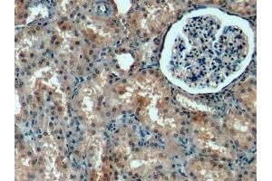 Detection of PIGR in Porcine Kidney Tissue using Polyclonal Antibody to Polymeric Immunoglobulin Receptor (PIGR)