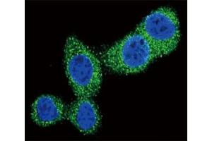Confocal immunofluorescent analysis of Puma antibody with HeLa cells followed by Alexa Fluor 488-conjugated goat anti-rabbit lgG (green).