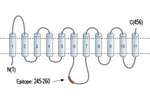 anti-Solute Carrier Family 29 (Nucleoside Transporters), Member 1 (SLC29A1) (3rd Intracellular Loop), (AA 245-260) antibody