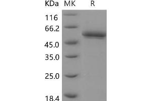 Western Blotting (WB) image for beta-Site APP-Cleaving Enzyme 2 (BACE2) (Active) protein (His tag) (ABIN7194384)