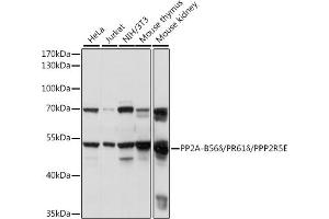 Western blot analysis of extracts of various cell lines, using PP2A-B56δ/PR61δ/PPP2R5E antibody (ABIN7269691) at 1:1000 dilution. (PPP2R5E anticorps  (AA 398-467))