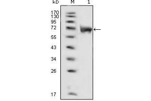 Western Blot showing FGFR1 antibody used against extracellular domain of human FGFR1 (aa22-376). (FGFR1 anticorps  (AA 33-423))
