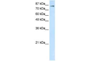 SMARCA3 antibody (20R-1195) used at 0. (HLTF anticorps  (C-Term))