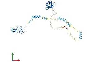 AlphaFold protein structure predicition of Mouse Recombinant Nebl Protein, UniprotID Q9DC07