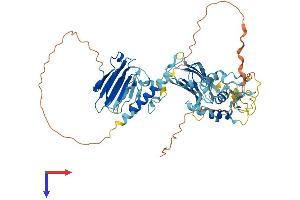 AlphaFold protein structure predicition of Human Recombinant MFRP Protein, UniprotID Q9BY79