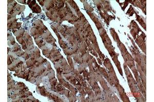 Immunohistochemistry (IHC) analysis of paraffin-embedded Mouse Muscle, antibody was diluted at 1:100. (alpha Tubulin anticorps)