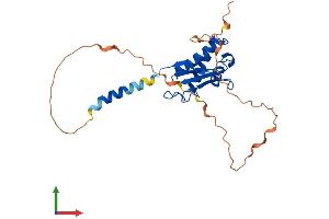 AlphaFold protein structure predicition of Mouse Recombinant Btg3 Protein, UniprotID P50615