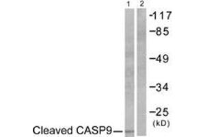 Western blot analysis of extracts from NIH-3T3 cells, treated with Etoposide 25uM 60', using Caspase 9 (Cleaved-Asp353) Antibody. (Caspase 9 anticorps  (Cleaved-Asp353))