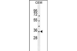 LDHAL6A Antibody (Center) (ABIN654842 and ABIN2844509) western blot analysis in CEM cell line lysates (35 μg/lane). (LDHAL6A anticorps  (AA 154-183))