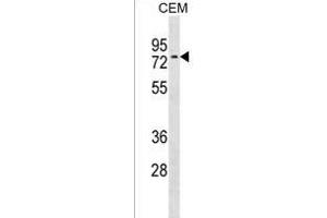 NRXN3 Antibody (C-term) (ABIN1537331 and ABIN2850266) western blot analysis in CEM cell line lysates (35 μg/lane). (Neurexin 3 anticorps  (C-Term))