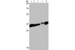 Western Blotting (WB) image for anti-Claudin 23 (CLDN23) antibody (ABIN2427985) (Claudin 23 anticorps)