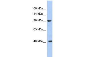 WB Suggested Anti-KCNH6 Antibody Titration:  0. (KCNH6 anticorps  (Middle Region))