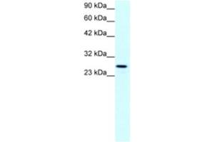 Western Blotting (WB) image for anti-Claudin 13 (CLDN13) antibody (ABIN2460767) (Claudin 13 (CLDN13) anticorps)