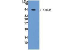 Detection of Recombinant WFDC2, Human using Polyclonal Antibody to WAP Four Disulfide Core Domain Protein 2 (WFDC2) (WFDC2 anticorps  (AA 30-124))