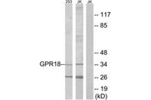 Western Blotting (WB) image for anti-G Protein-Coupled Receptor 18 (GPR18) (AA 191-240) antibody (ABIN2890869) (GPR18 anticorps  (AA 191-240))
