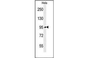 Western blot analysis of FNIP2 Antibody (C-term) in Hela cell line lysates (35ug/lane). (FNIP2 anticorps  (C-Term))