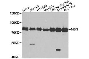 Western blot analysis of extracts of various cell lines, using MSN antibody. (Moesin anticorps  (AA 458-557))