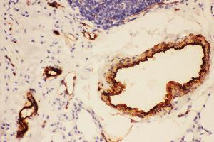 Anti-Adiponectin Picoband antibody,  IHC(P): Rat Lung Tissue (ADIPOQ anticorps  (AA 19-244))