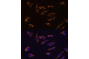 Immunofluorescence analysis of L929 cells using FSTL4 antibody (ABIN7267228) at dilution of 1:100. (FSTL4 anticorps)