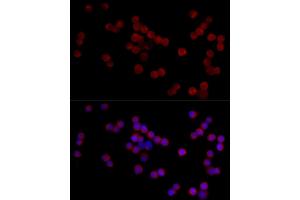 Immunofluorescence analysis of 293F cells using  Rabbit pAb (ABIN7265439) at dilution of 1:25 (40x lens).