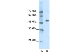 Western Blotting (WB) image for anti-Cholinergic Receptor, Nicotinic, alpha 9 (Neuronal) (CHRNA9) antibody (ABIN2463731) (CHRNA9 anticorps)