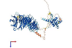 AlphaFold protein structure predicition of Human Recombinant WDR36 Protein, UniprotID Q8NI36