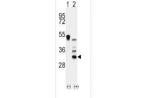 Western blot analysis of OD (arrow) using rabbit polyclonal OD Antibody (N-term) 7423a 293 cell lysates (2 μg/lane) either nontransfected (Lane 1) or transiently transfected with the OD gene (Lane 2). (Apolipoprotein D anticorps  (N-Term))