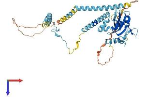 AlphaFold protein structure predicition of Mouse Recombinant Sh2d4a Protein, UniprotID Q9D7V1