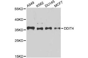 Western blot analysis of extracts of various cell lines, using DDIT4 antibody (ABIN5995536) at 1/1000 dilution. (DDIT4 anticorps)