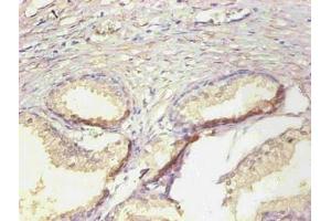 Immunohistochemical of paraffin-embedded human prostate tissue using ABIN7161512 at dilution of 1:200