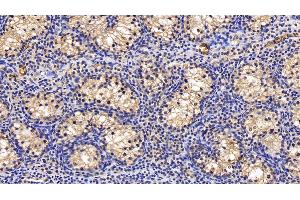 Detection of PCPE2 in Porcine Testis Tissue using Polyclonal Antibody to Procollagen C Proteinase Enhancer 2 (PCPE2)
