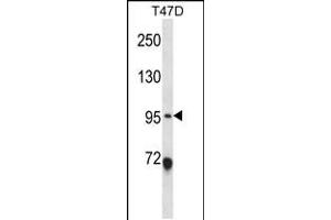 Western blot analysis in T47D cell line lysates (35ug/lane). (ANKS6 anticorps  (AA 505-534))