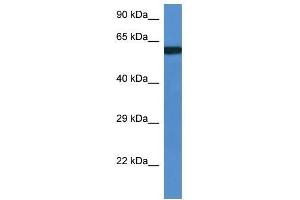 Western Blot showing Uap1l1 antibody used at a concentration of 1. (UAP1L1 anticorps  (Middle Region))