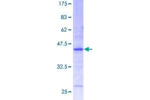 Cystatin C (CST3) (AA 1-146) protein (GST tag)