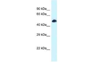 Western Blot showing Tcf7l2 antibody used at a concentration of 1. (TCF7L2 anticorps  (N-Term))