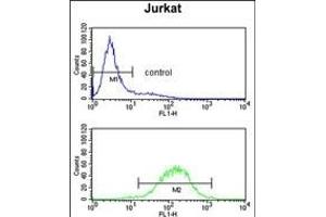 C1QB Antibody (N-term) (ABIN652840 and ABIN2842546) flow cytometry analysis of Jurkat cells (bottom histogram) compared to a negative control cell (top histogram). (C1QB anticorps  (N-Term))